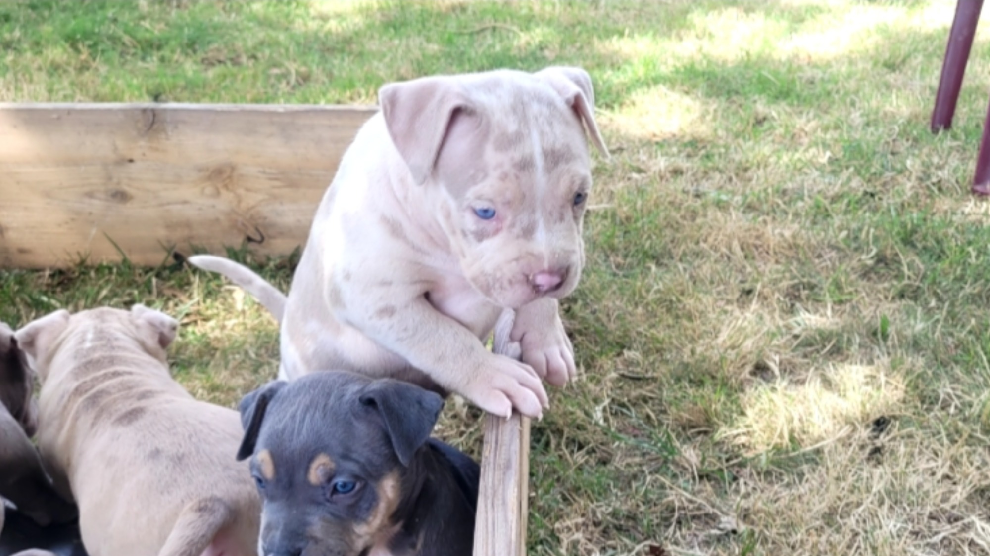 Chiot mâle bully xl merle lilac merle tri ghost aux yeux bleus à vendre