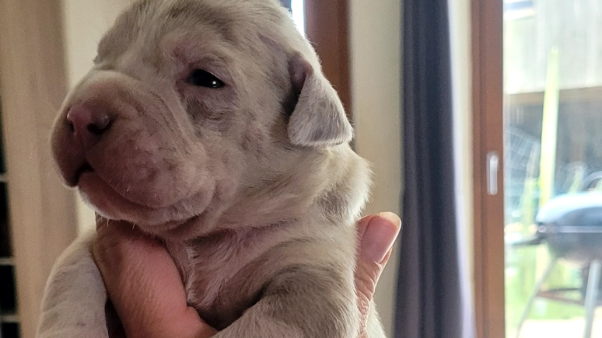 Chiot mâle bully xl merle lilac merle tri ghost aux yeux bleus à vendre