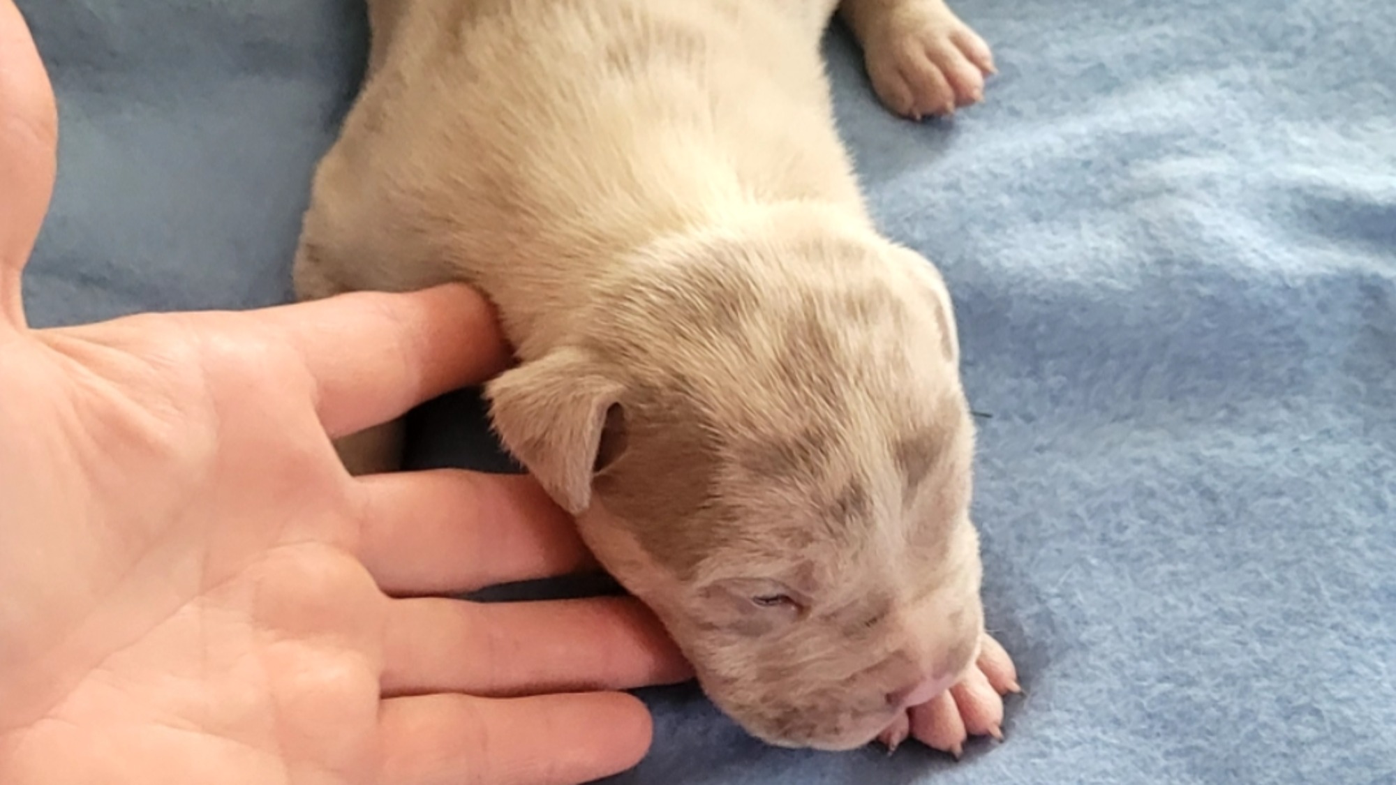 Chiot mâle bully xl merle lilac merle tri ghost aux yeux bleus à vendre