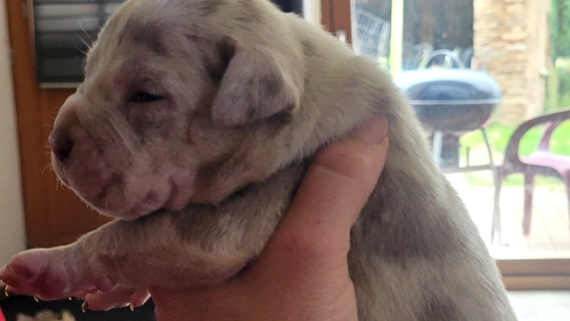 Chiot mâle bully xl merle lilac merle tri ghost aux yeux bleus à vendre