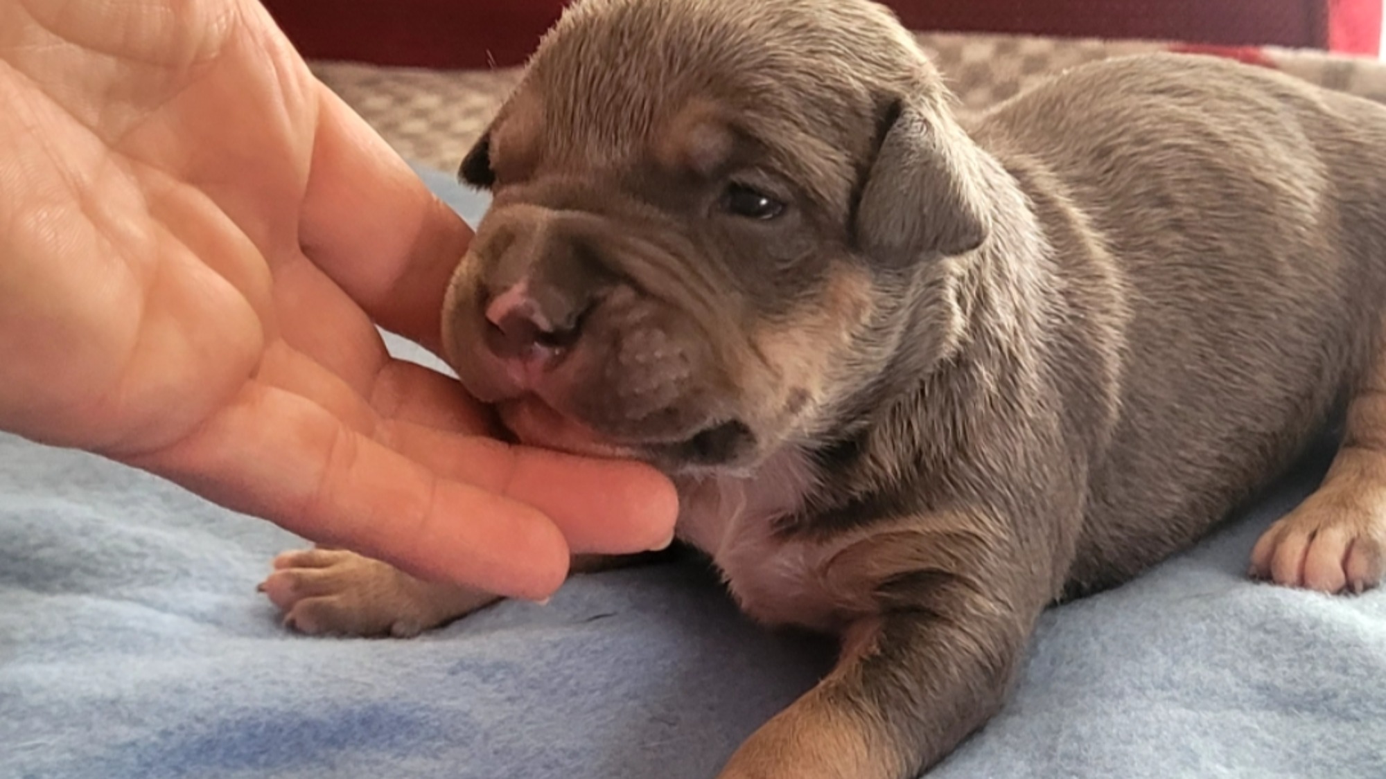 Chiot mâle bully xl trico trico bleu aux yeux marrons