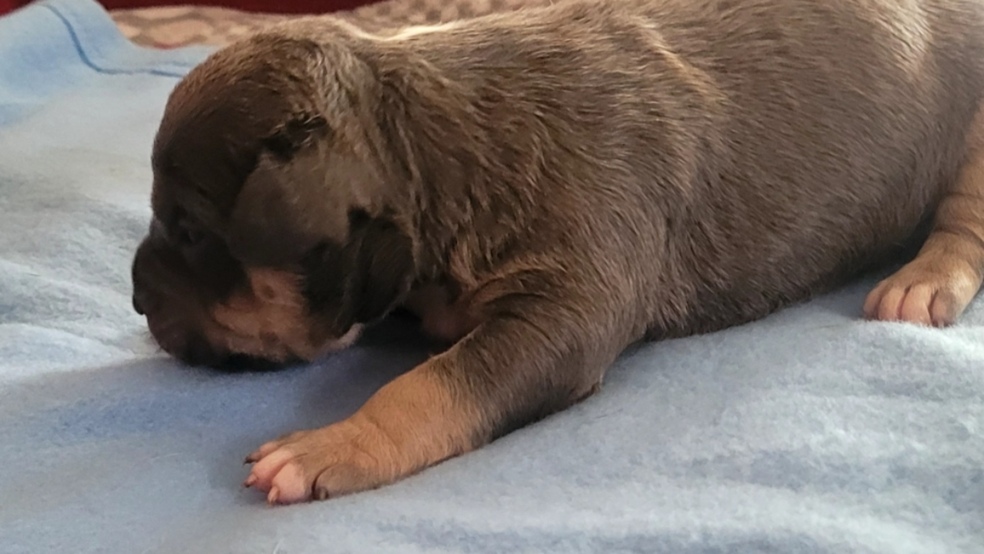 Chiot mâle bully xl trico trico bleu aux yeux marrons