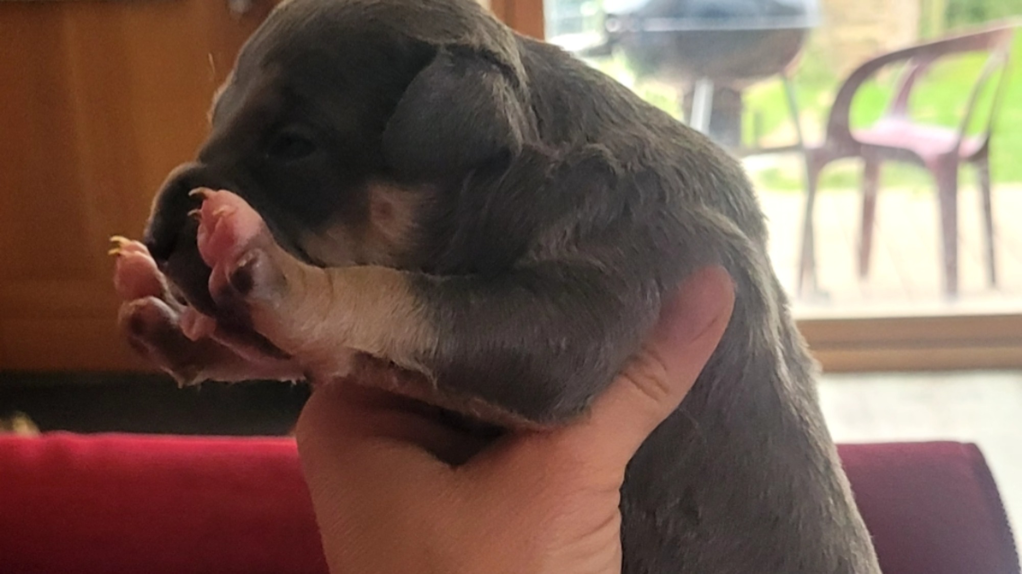 Chiot mâle bully xl trico trico bleu aux yeux marrons