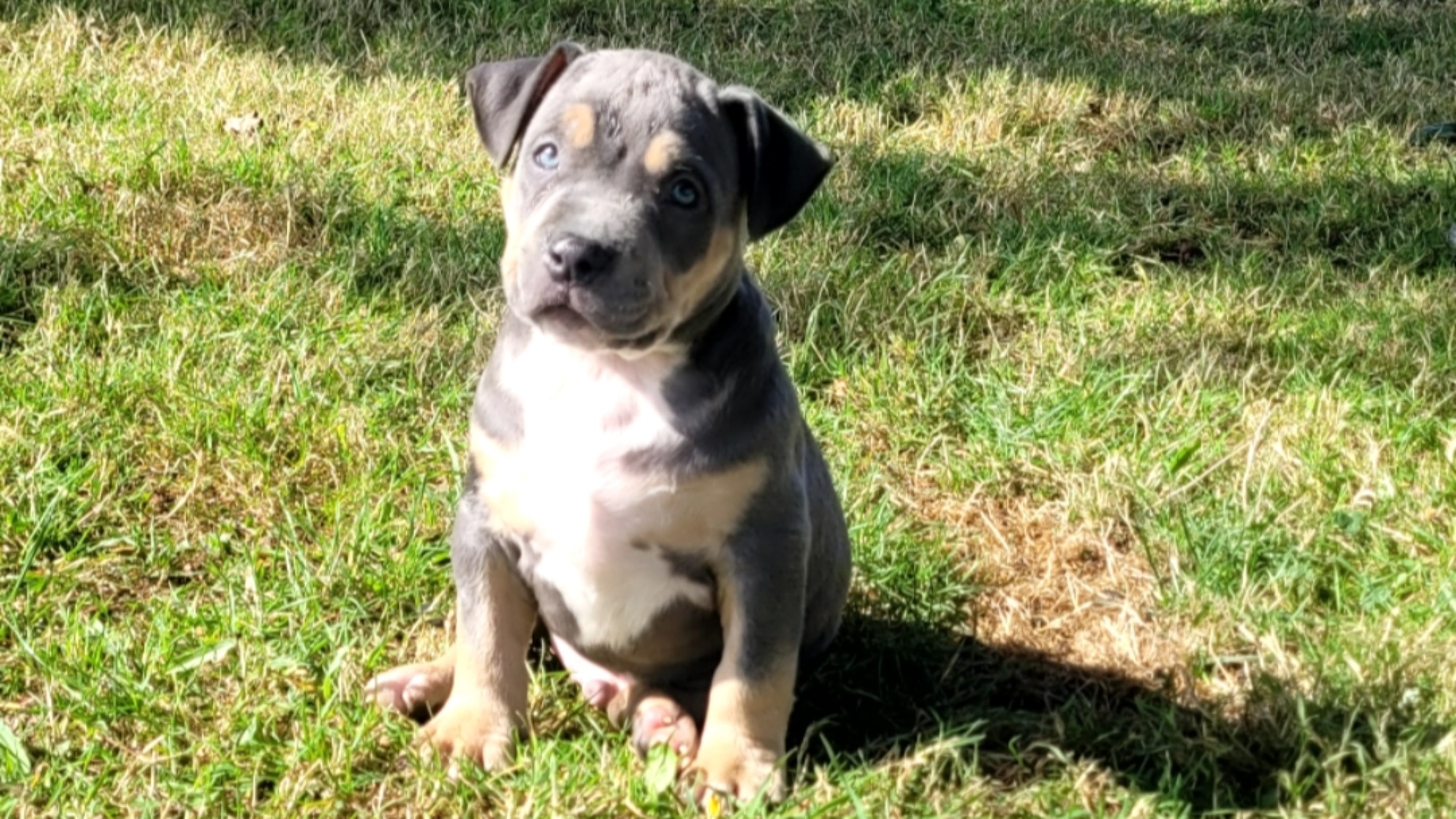 Chiot mâle bully xl trico trico bleu aux yeux marrons