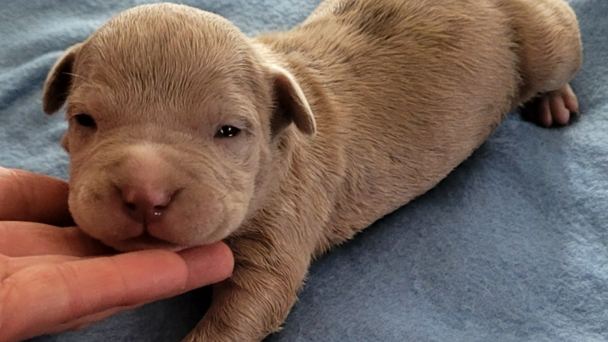 Chiot mâle bully xl merle fawn merle aux yeux bleus à vendre