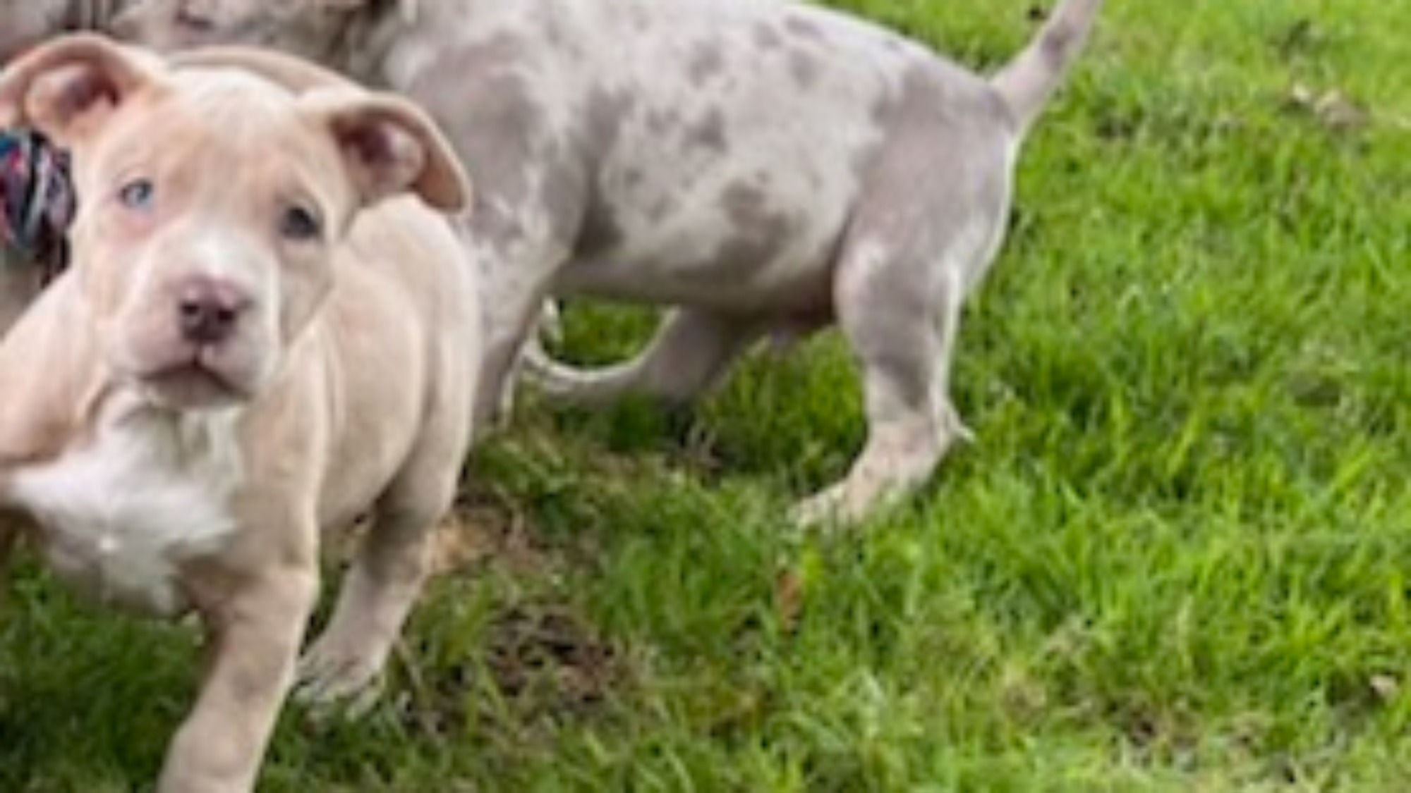 Chiot mâle bully xl merle fawn merle aux yeux bleus à vendre