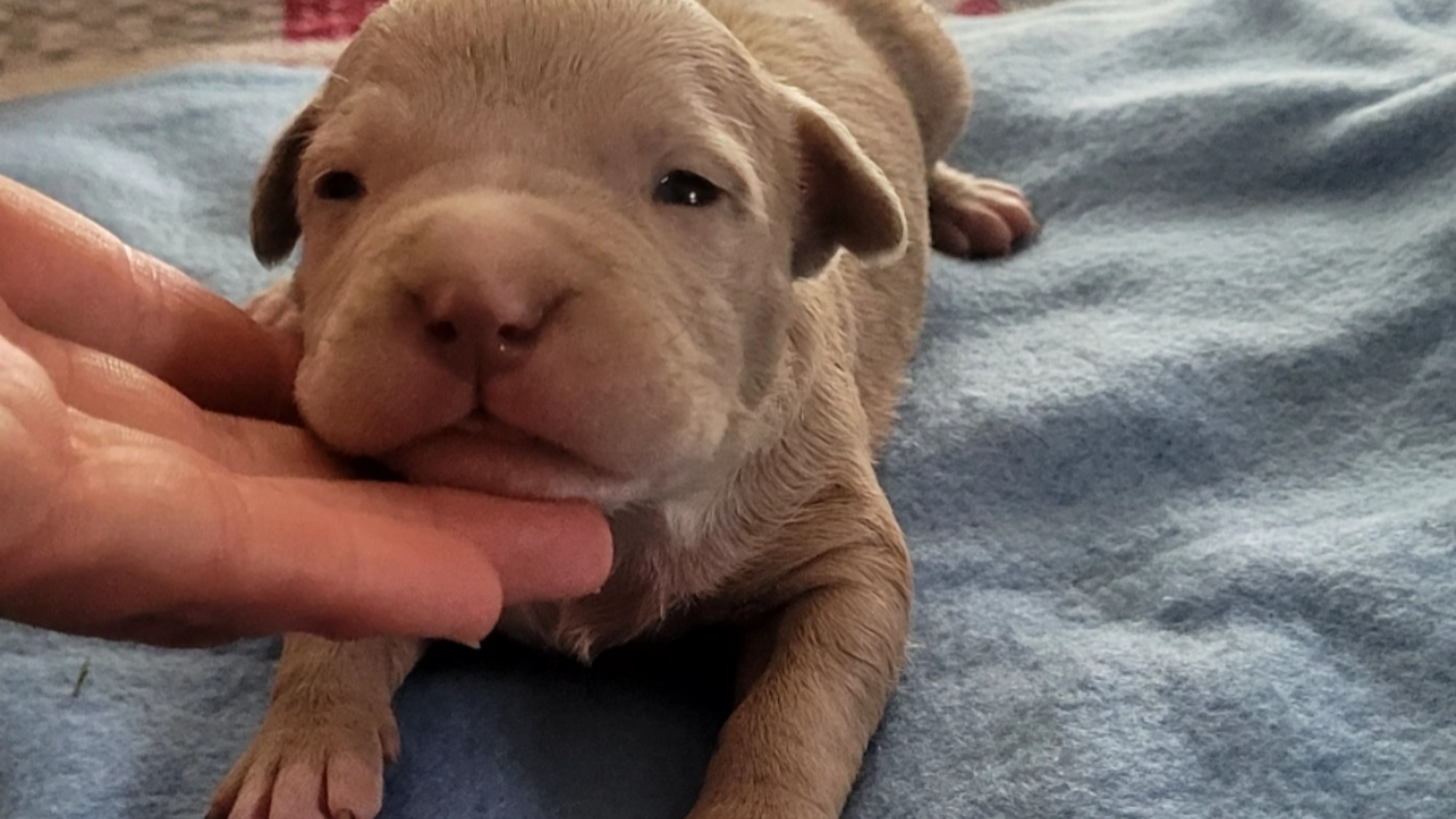 Chiot mâle bully xl merle fawn merle aux yeux bleus à vendre