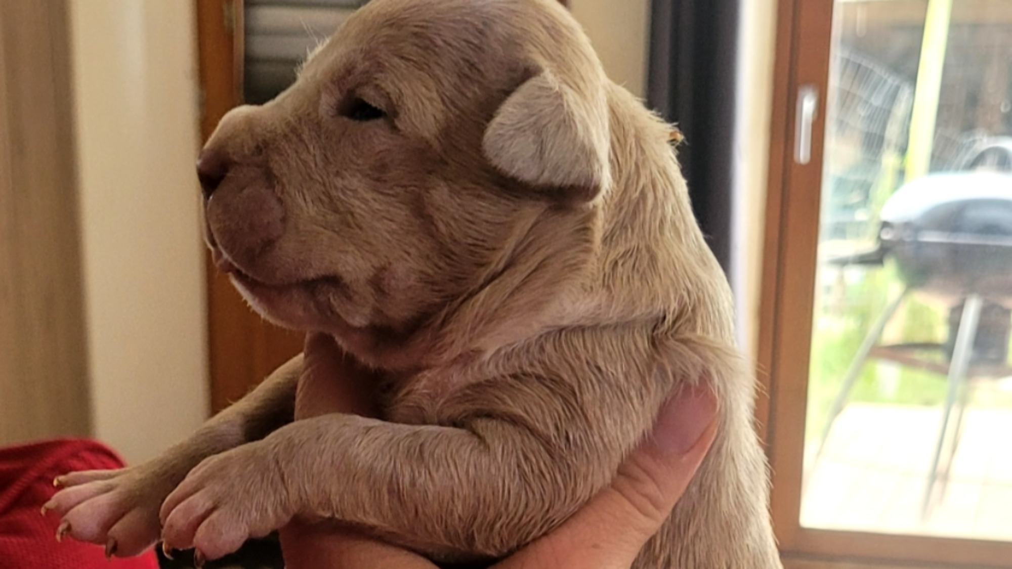 Chiot mâle bully xl merle fawn merle aux yeux bleus à vendre