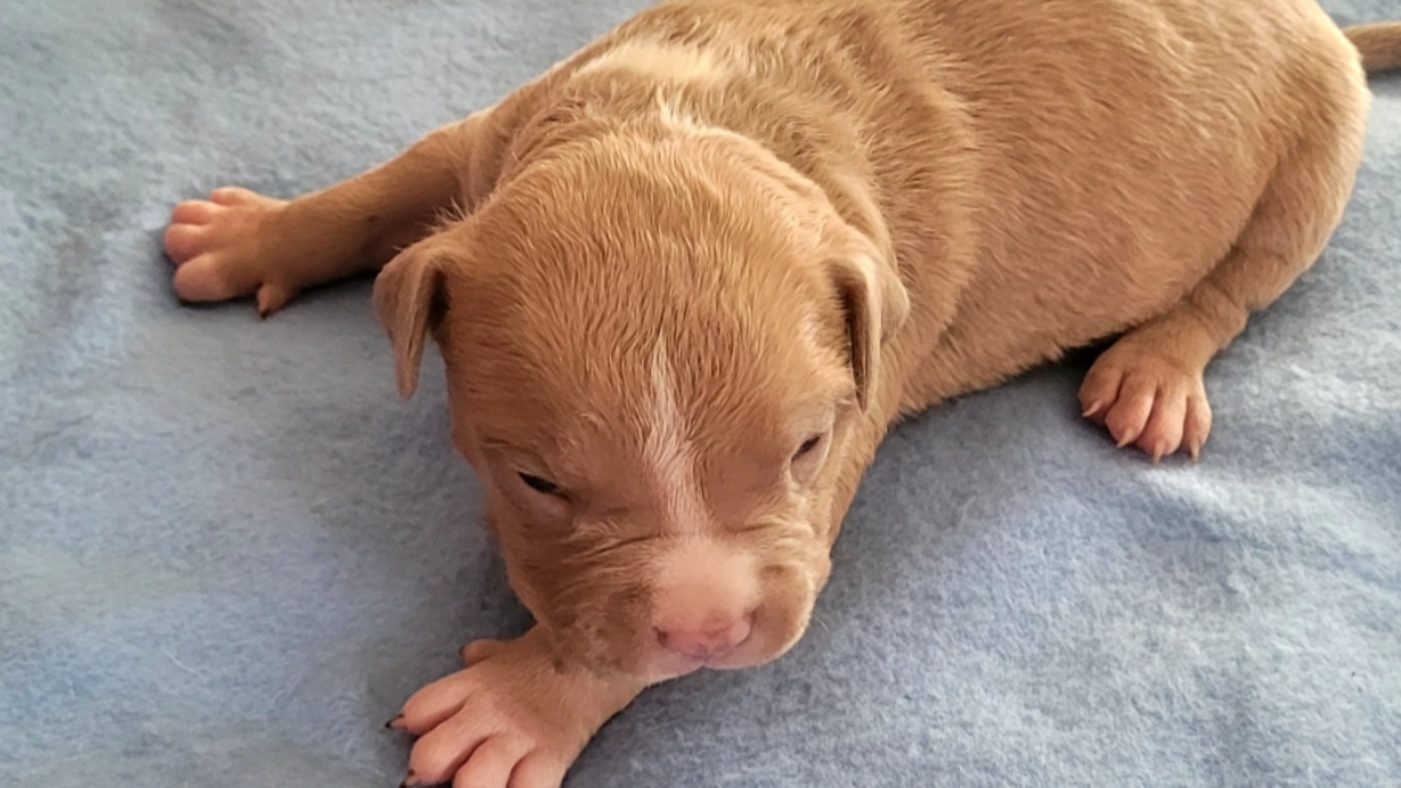 Chiot mâle bully xl fawn aux yeux marrons à vendre