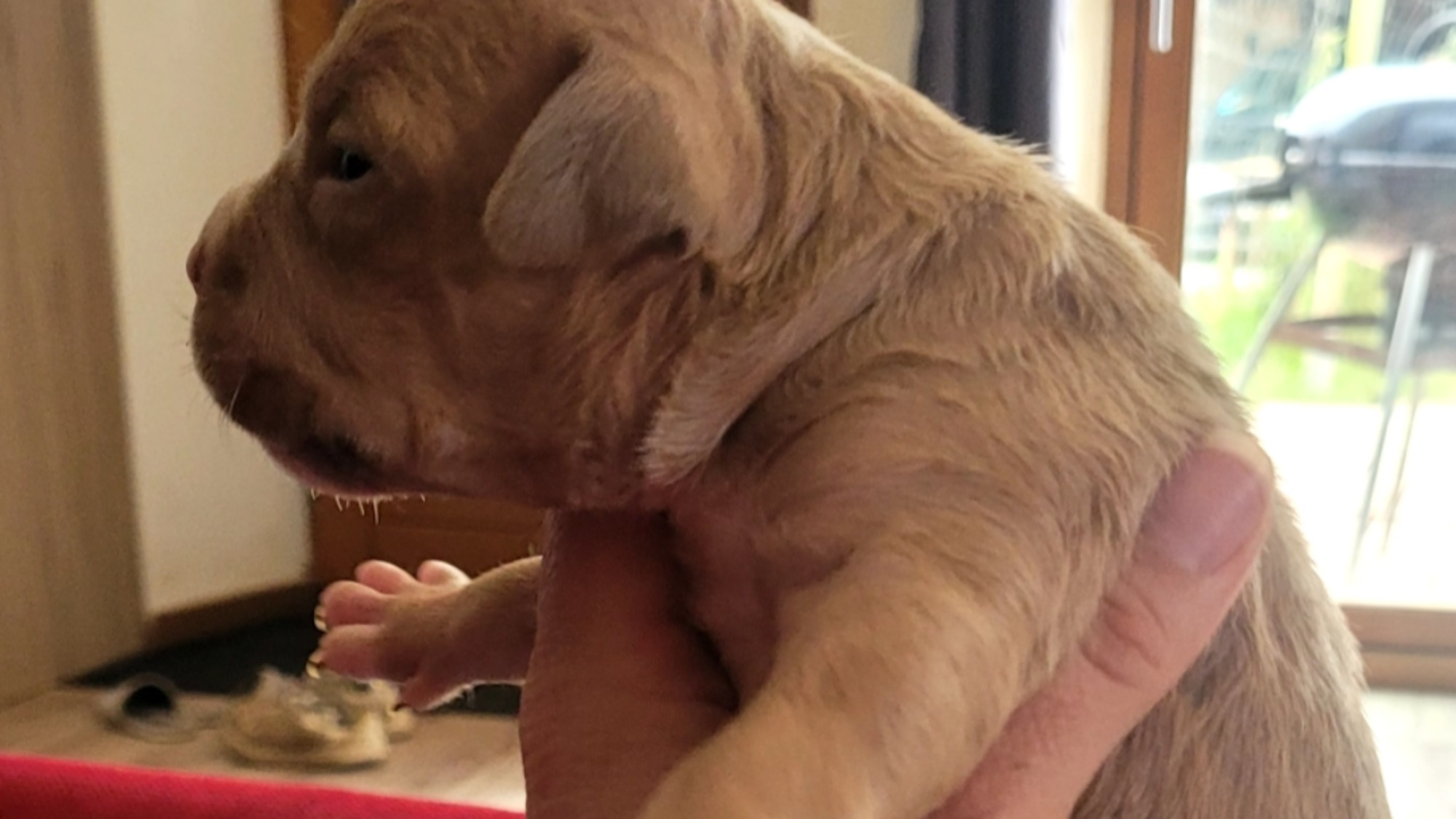 Chiot mâle bully xl fawn aux yeux marrons à vendre