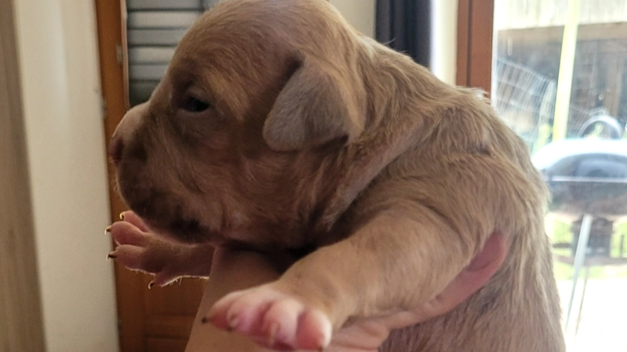 Chiot mâle bully xl fawn aux yeux marrons à vendre