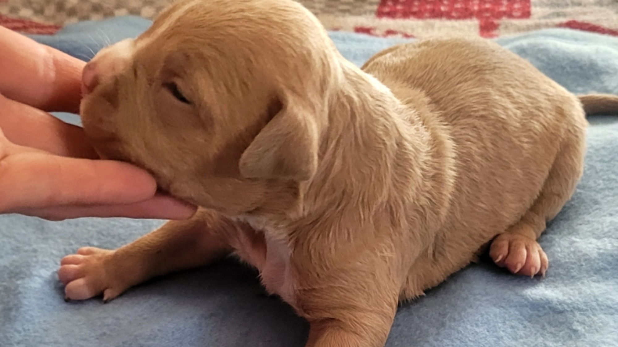 Chiot mâle bully xl fawn aux yeux marrons à vendre