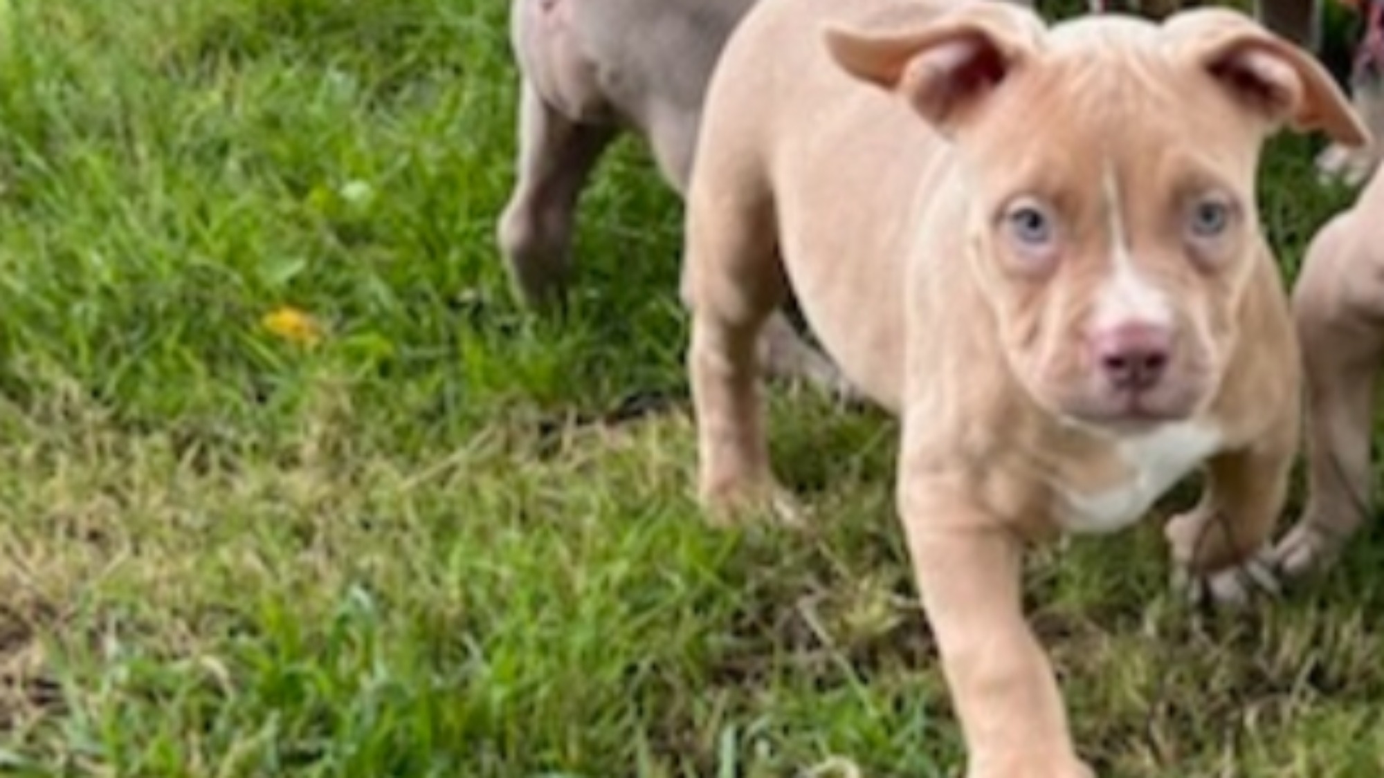 Chiot mâle bully xl fawn aux yeux marrons à vendre