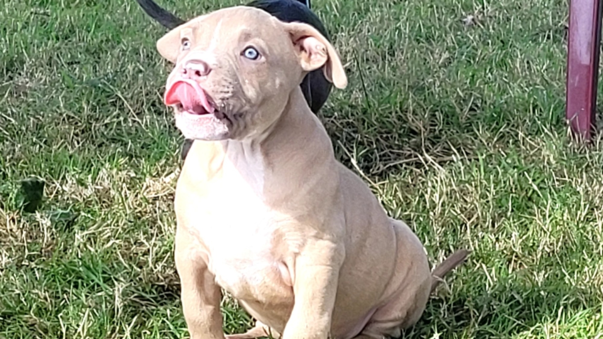 Chiot mâle bully xl fawn aux yeux marrons à vendre