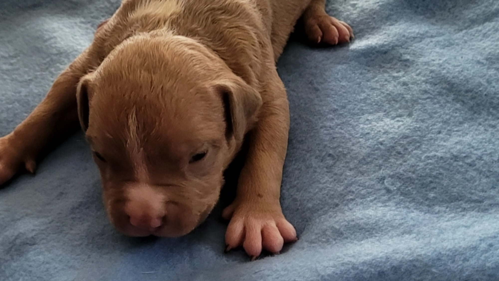 Chiot mâle bully xl fawn aux yeux marrons à vendre