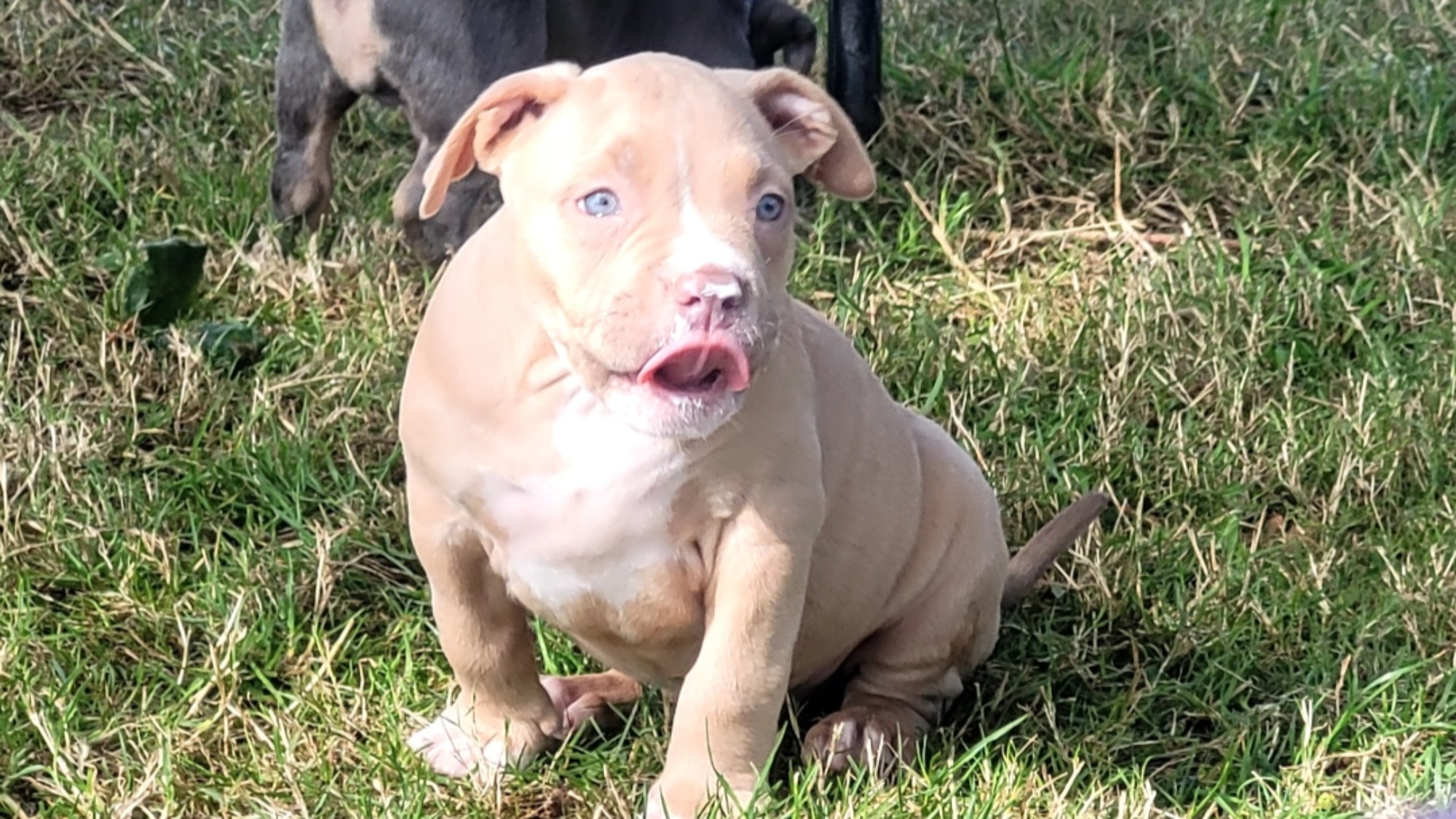 Chiot mâle bully xl fawn aux yeux marrons à vendre