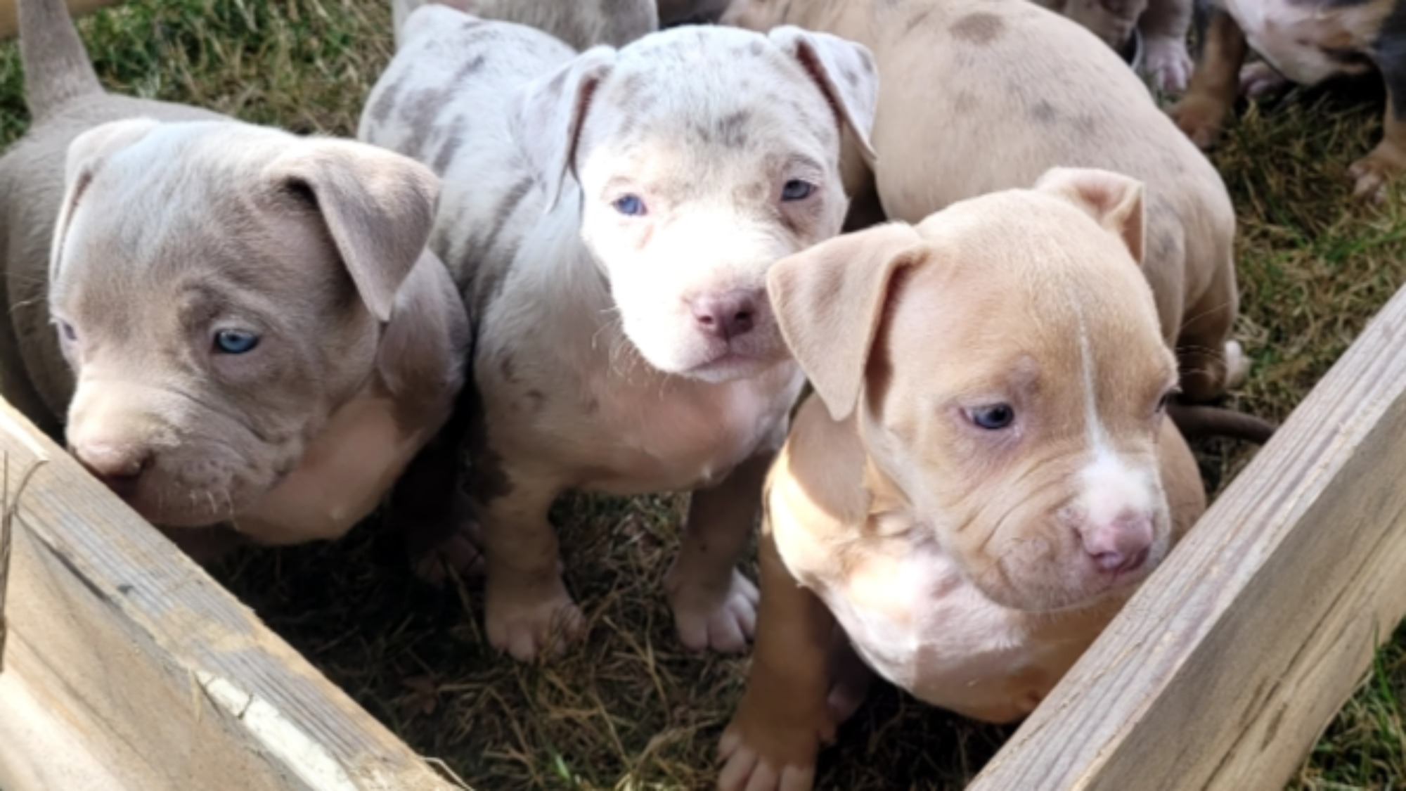 Chiot mâle bully xl fawn aux yeux marrons à vendre