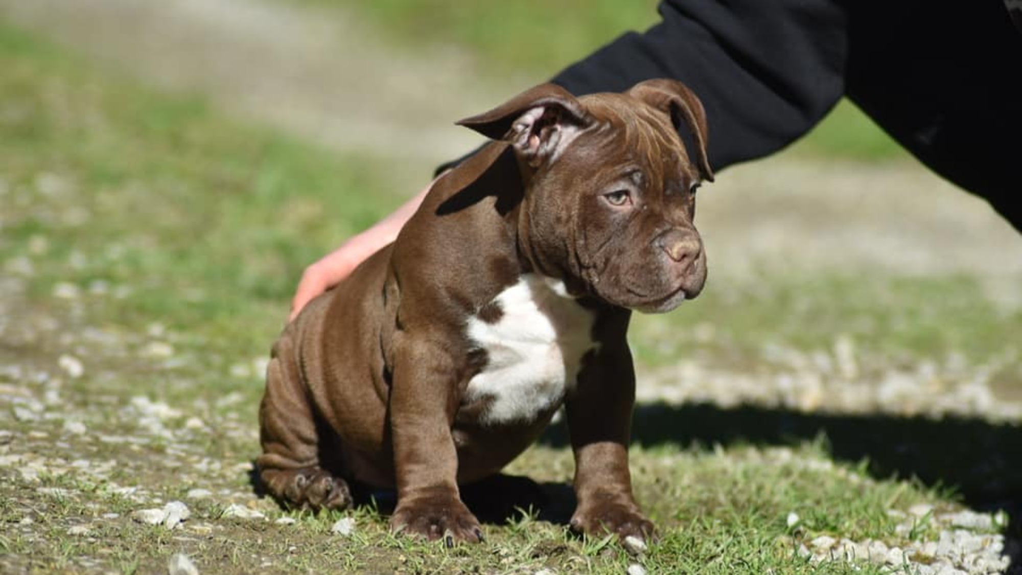 Chiot femelle bully micro chocolat aux yeux jaune-vert