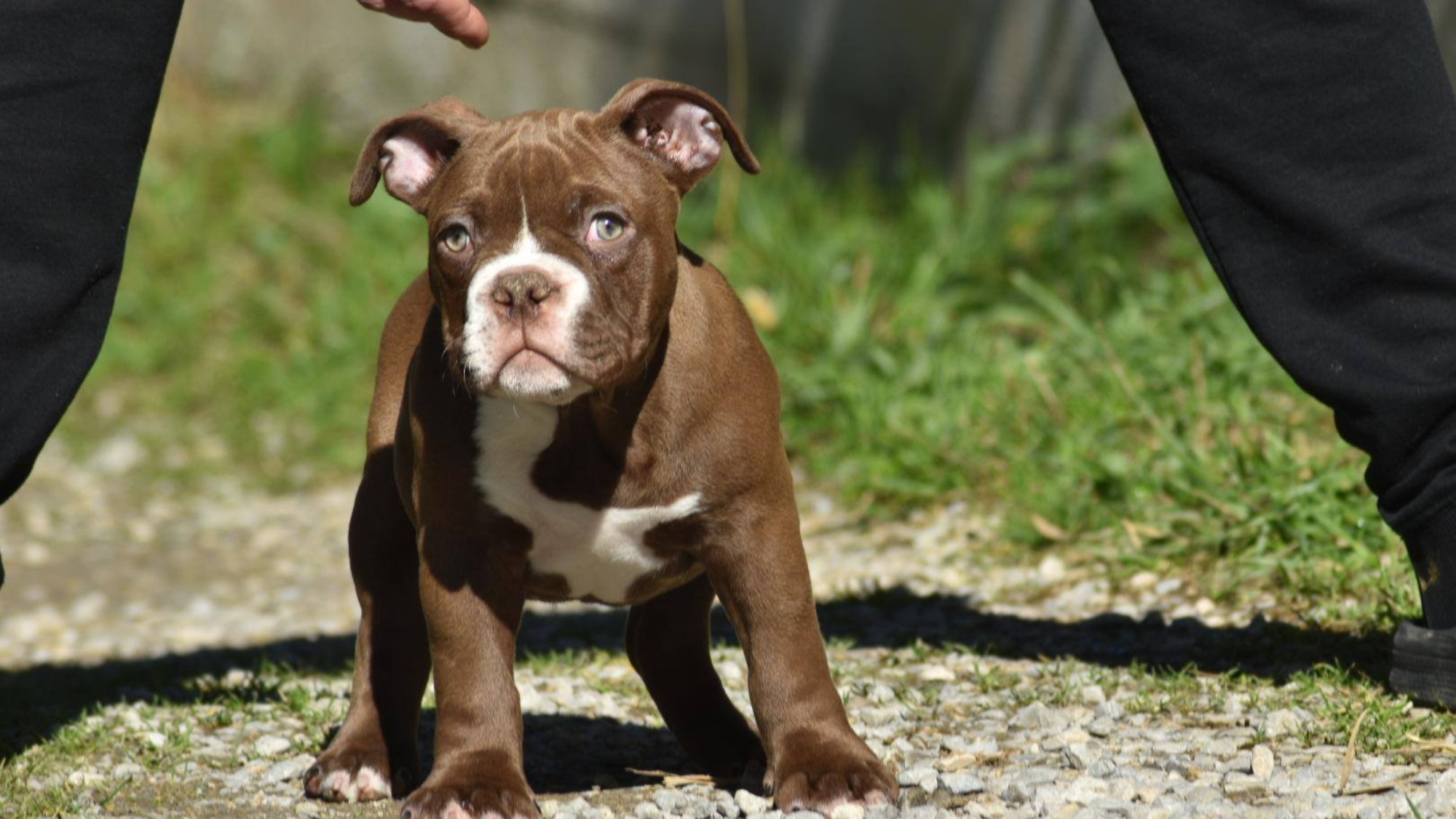 Chiot mâle bully micro chocolat aux yeux jaune-vert