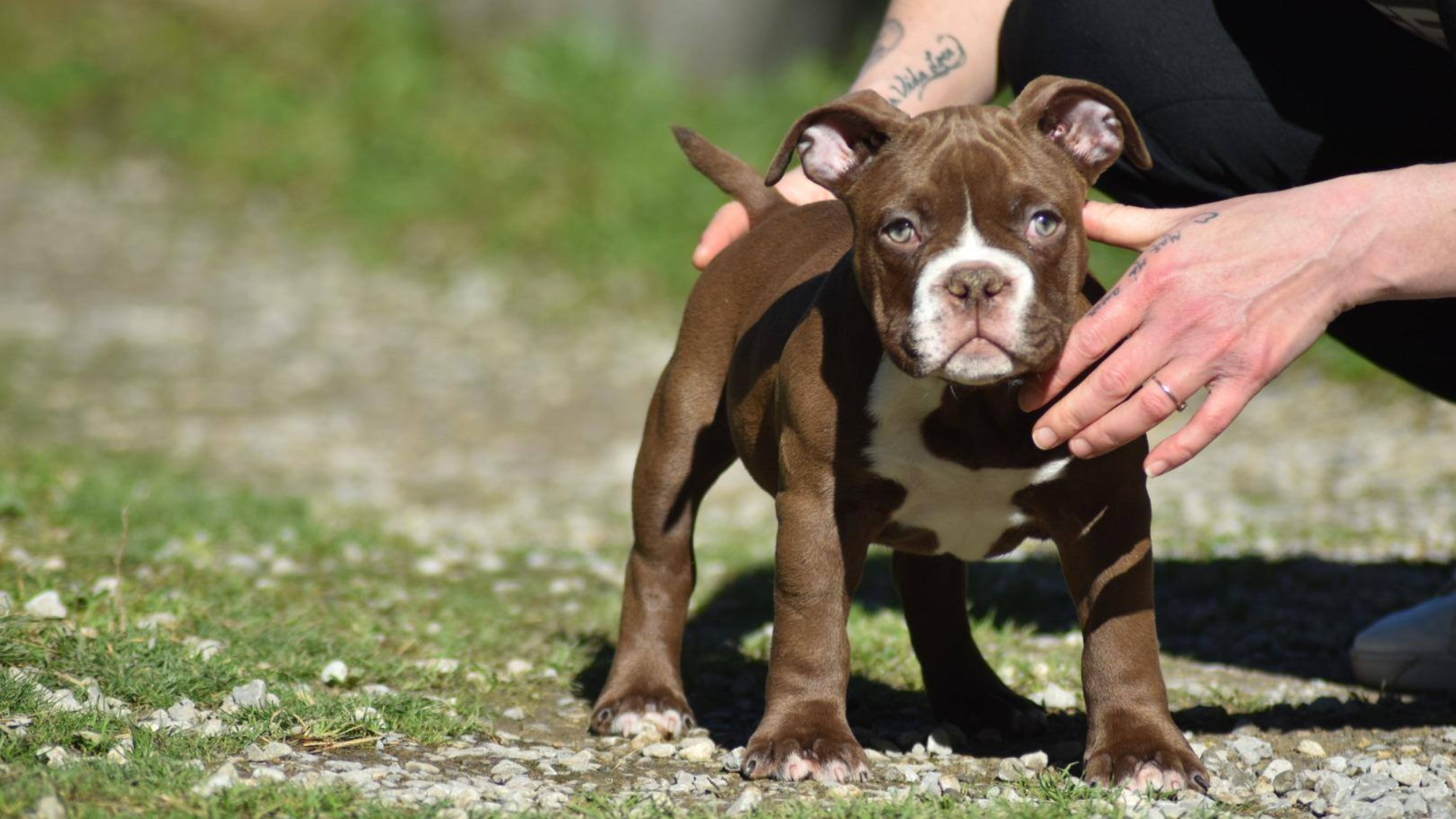 Chiot mâle bully micro chocolat aux yeux jaune-vert