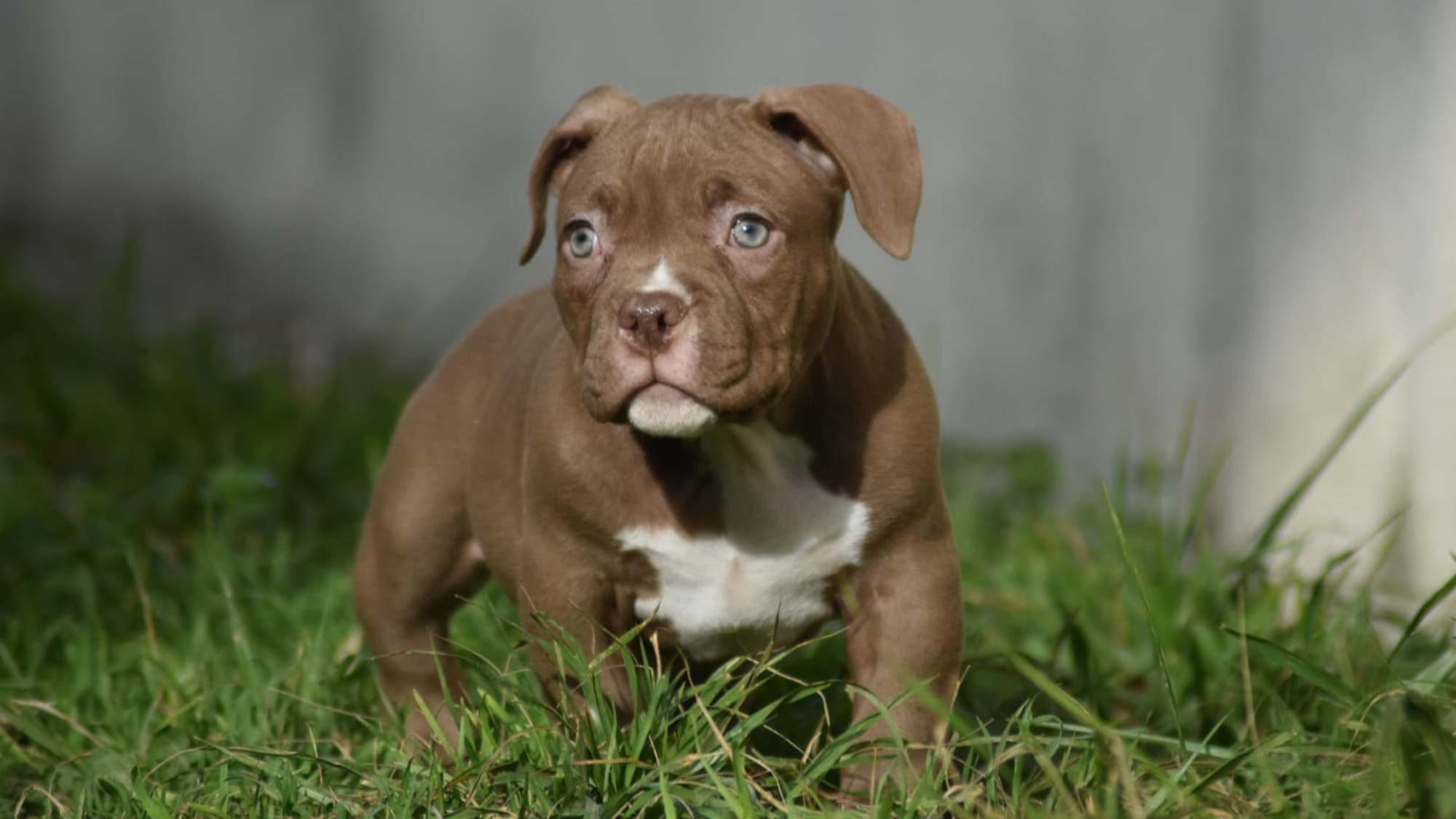 Chiot mâle bully micro chocolat aux yeux jaune-vert