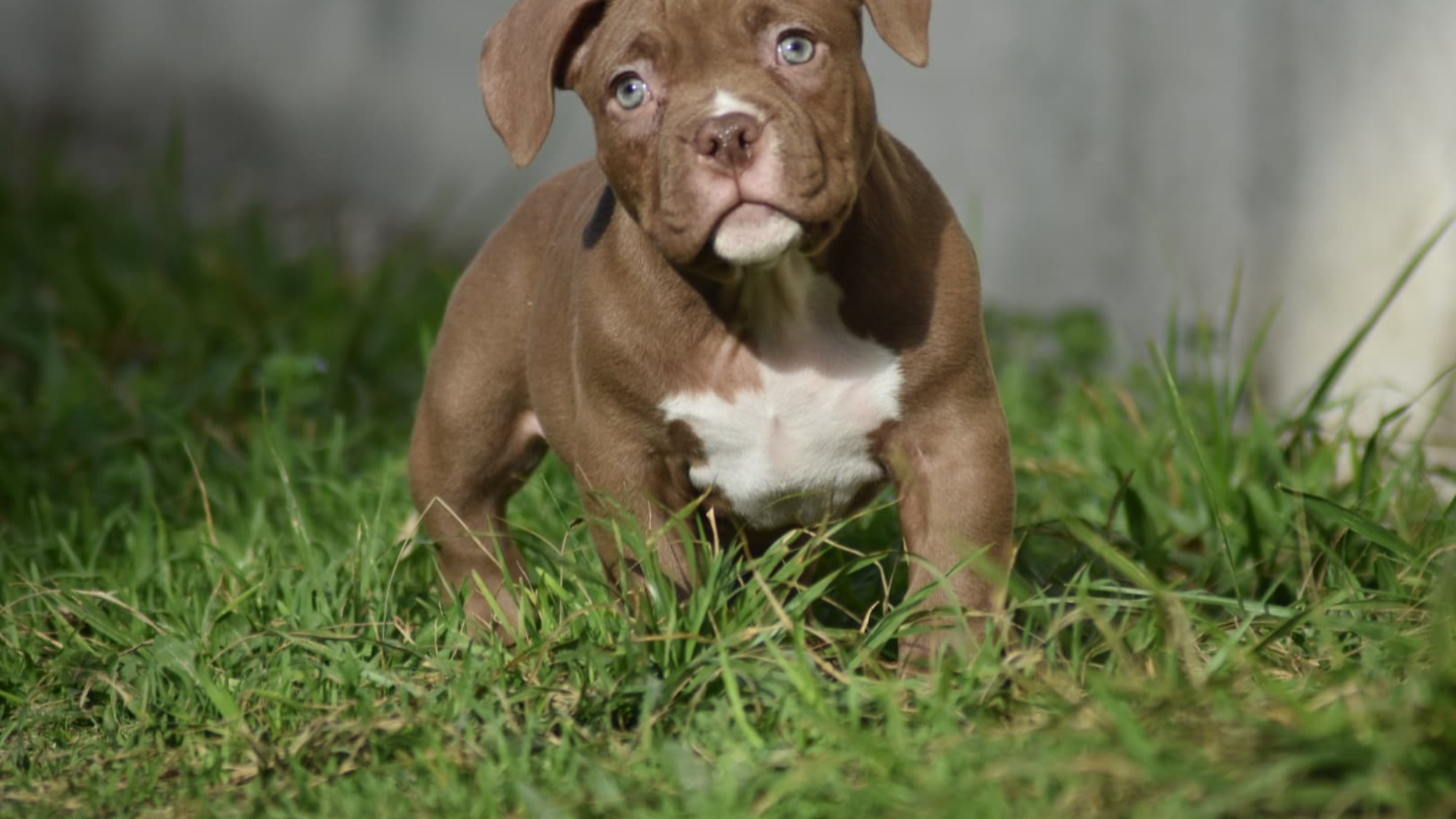 Chiot mâle bully micro chocolat aux yeux jaune-vert