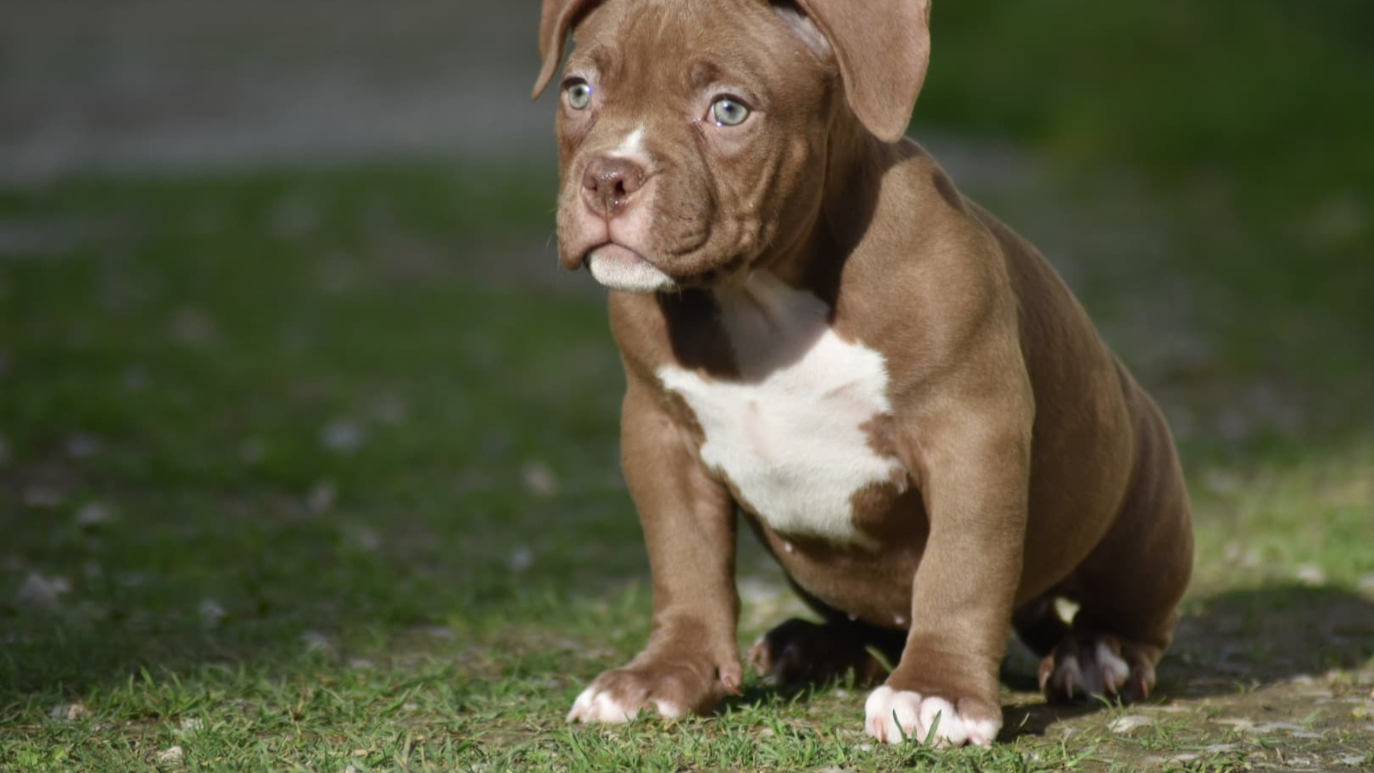 Chiot mâle bully micro chocolat aux yeux jaune-vert