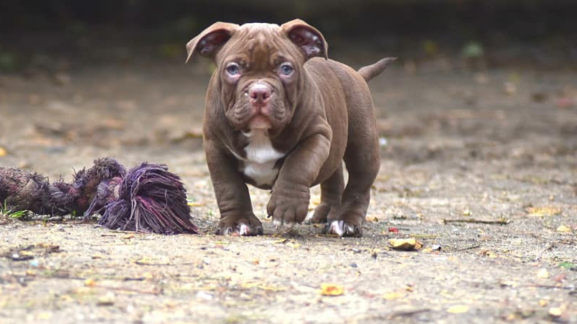 Chiot mâle bully micro chocolat aux yeux jaune-vert