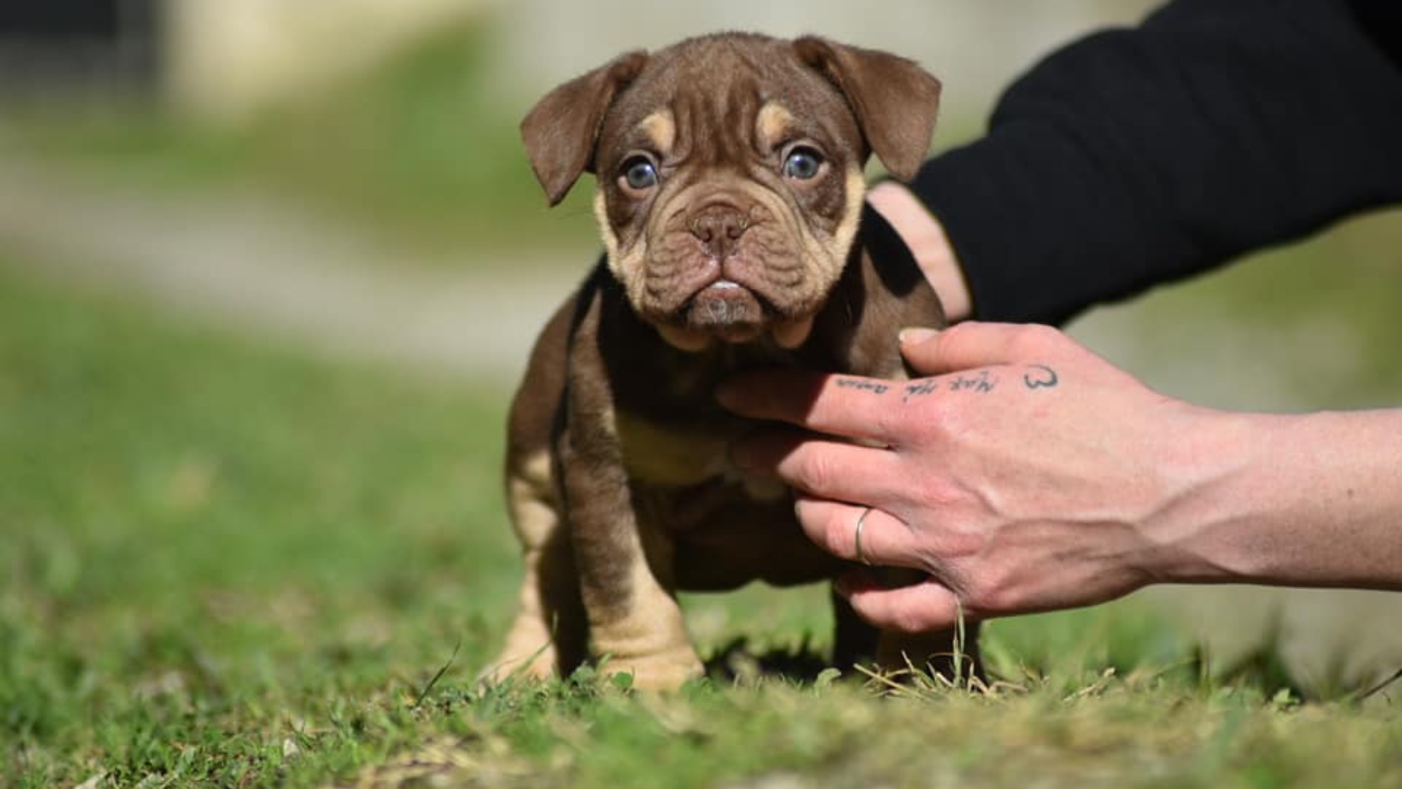 Chiot femelle bully micro trico trico choco aux yeux jaune-vert