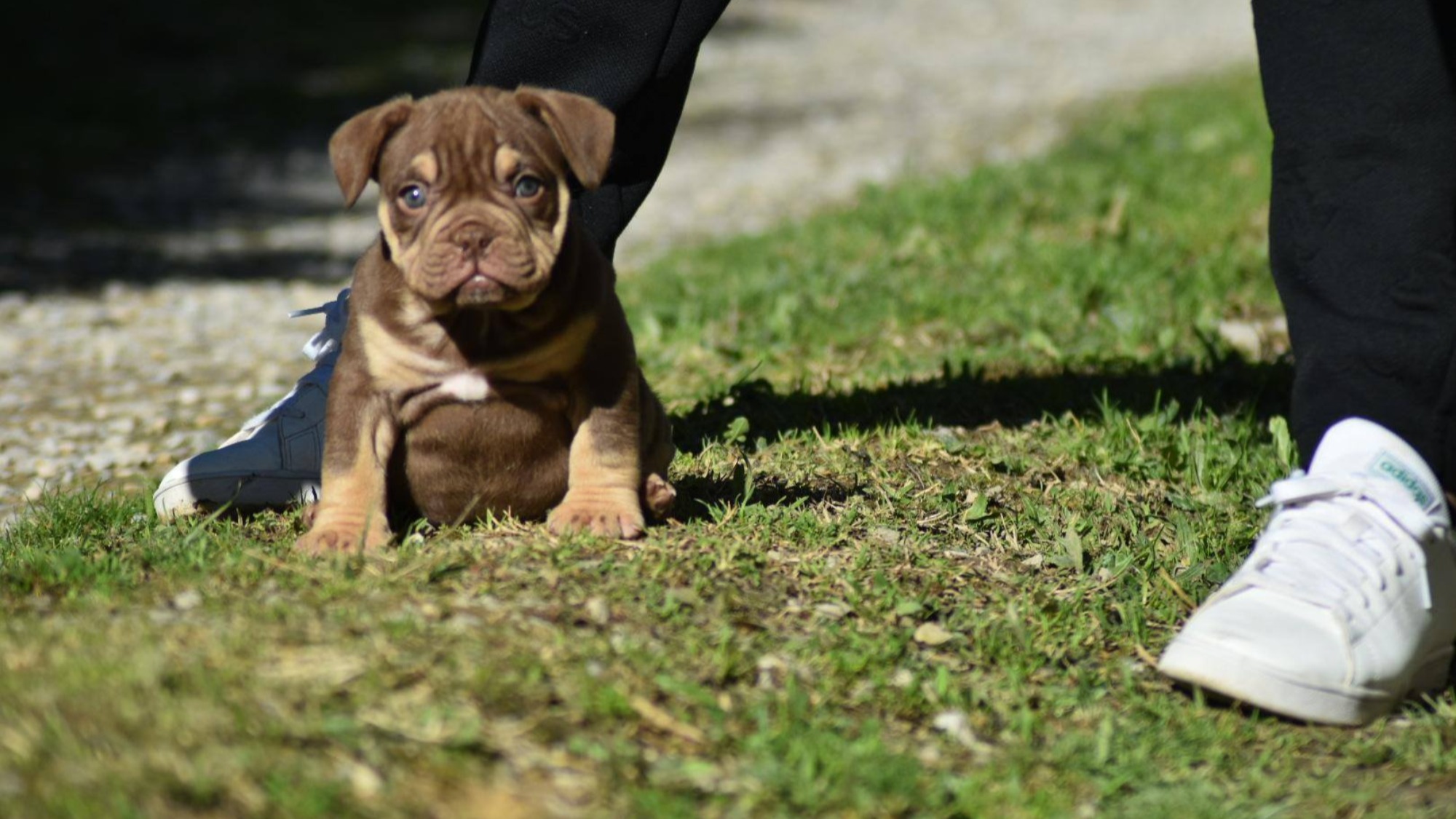 Chiot femelle bully micro trico trico choco aux yeux jaune-vert