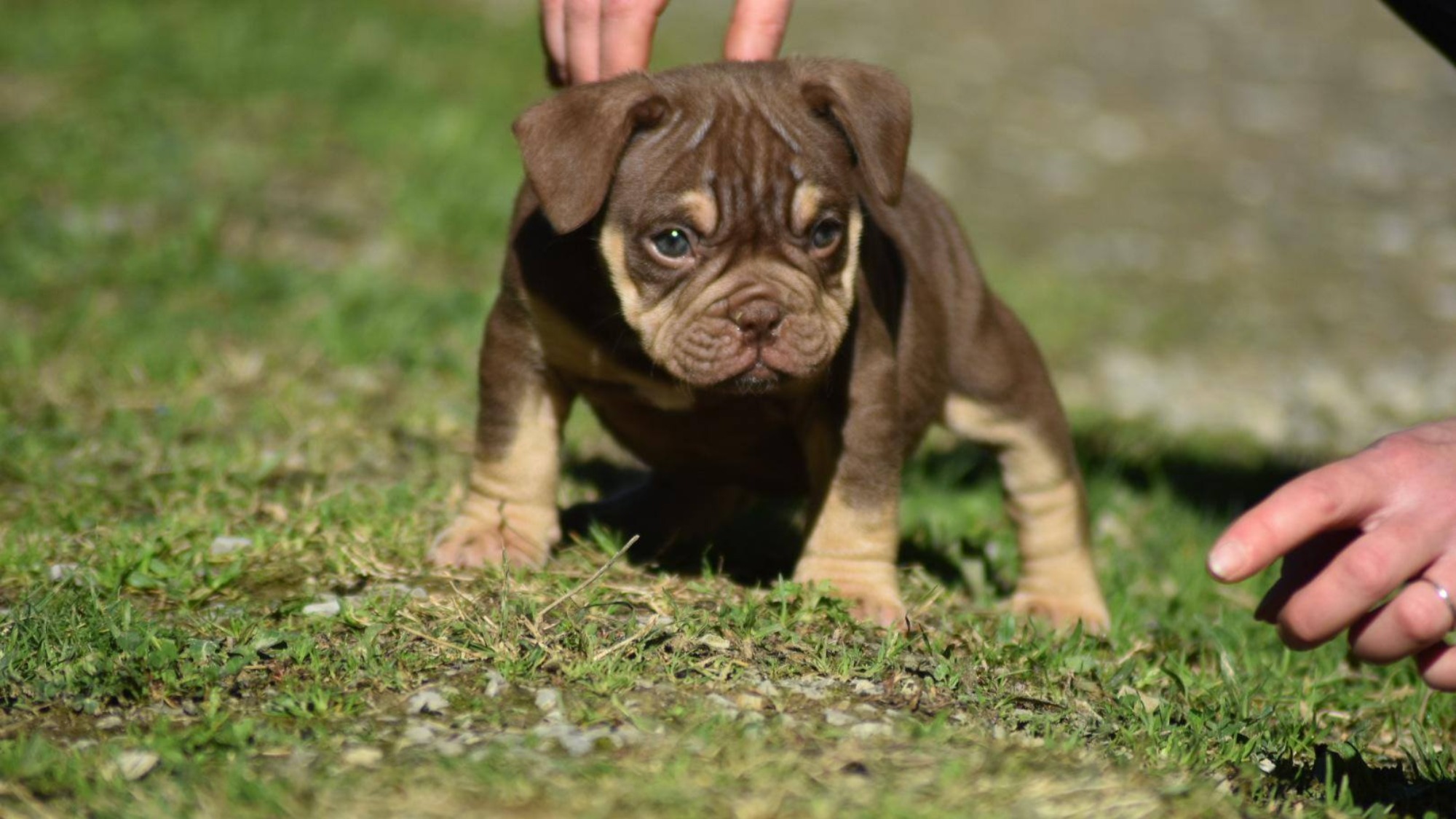 Chiot femelle bully micro trico trico choco aux yeux jaune-vert