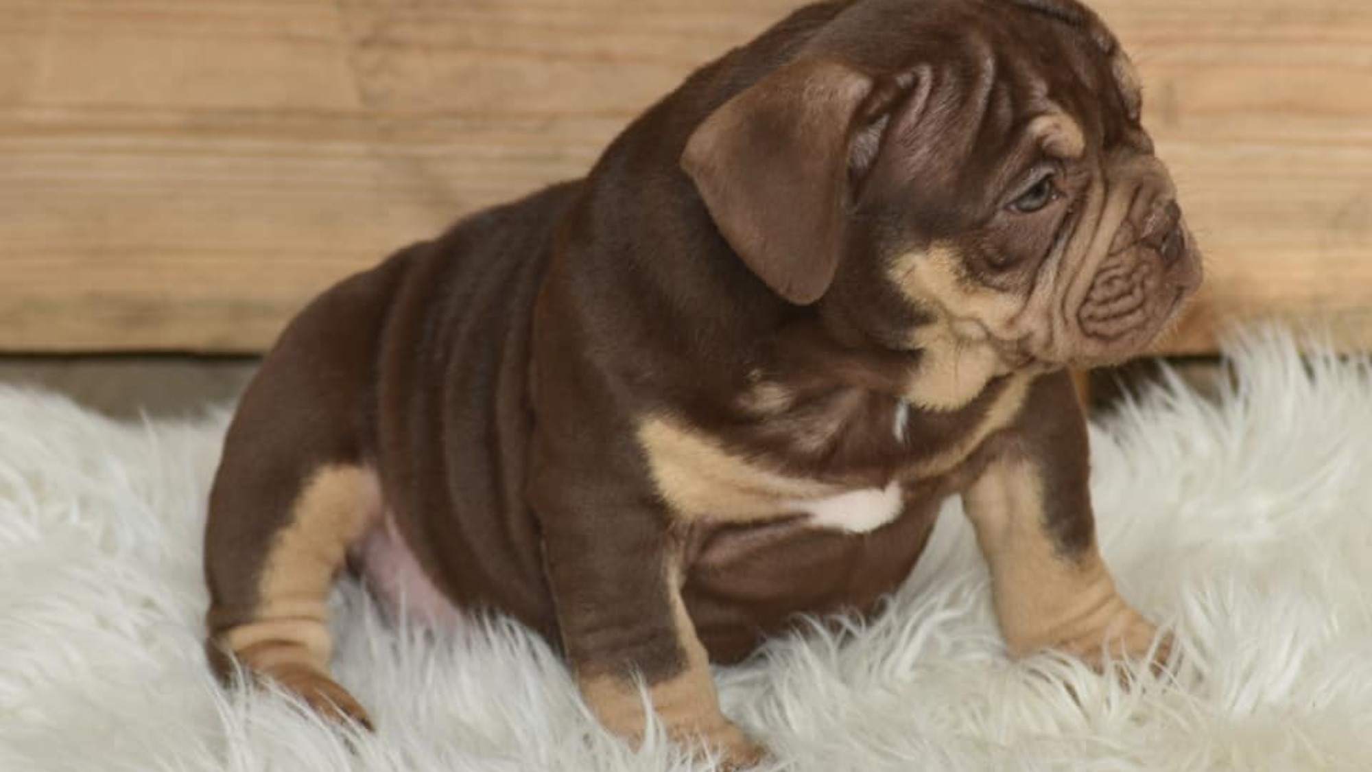 Chiot femelle bully micro trico trico choco aux yeux jaune-vert