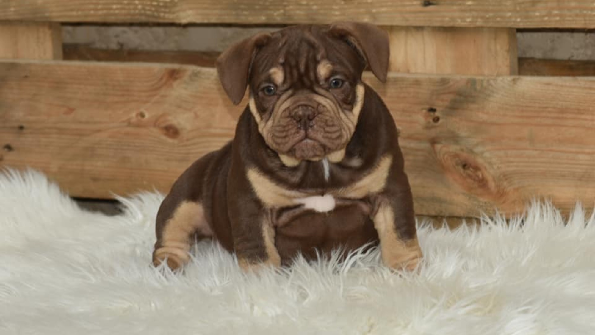 Chiot femelle bully micro trico trico choco aux yeux jaune-vert