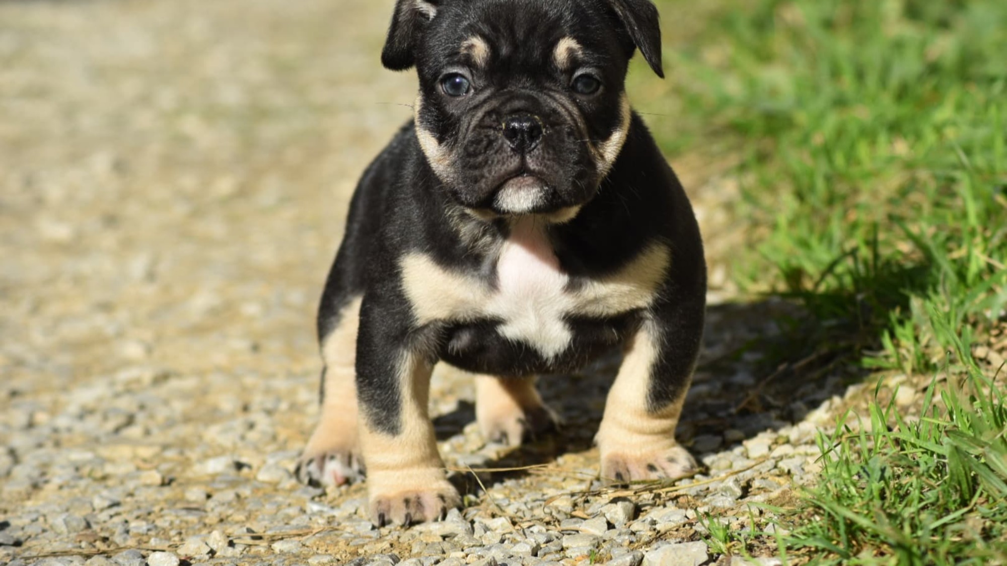 Chiot mâle bully micro trico aux yeux marrons