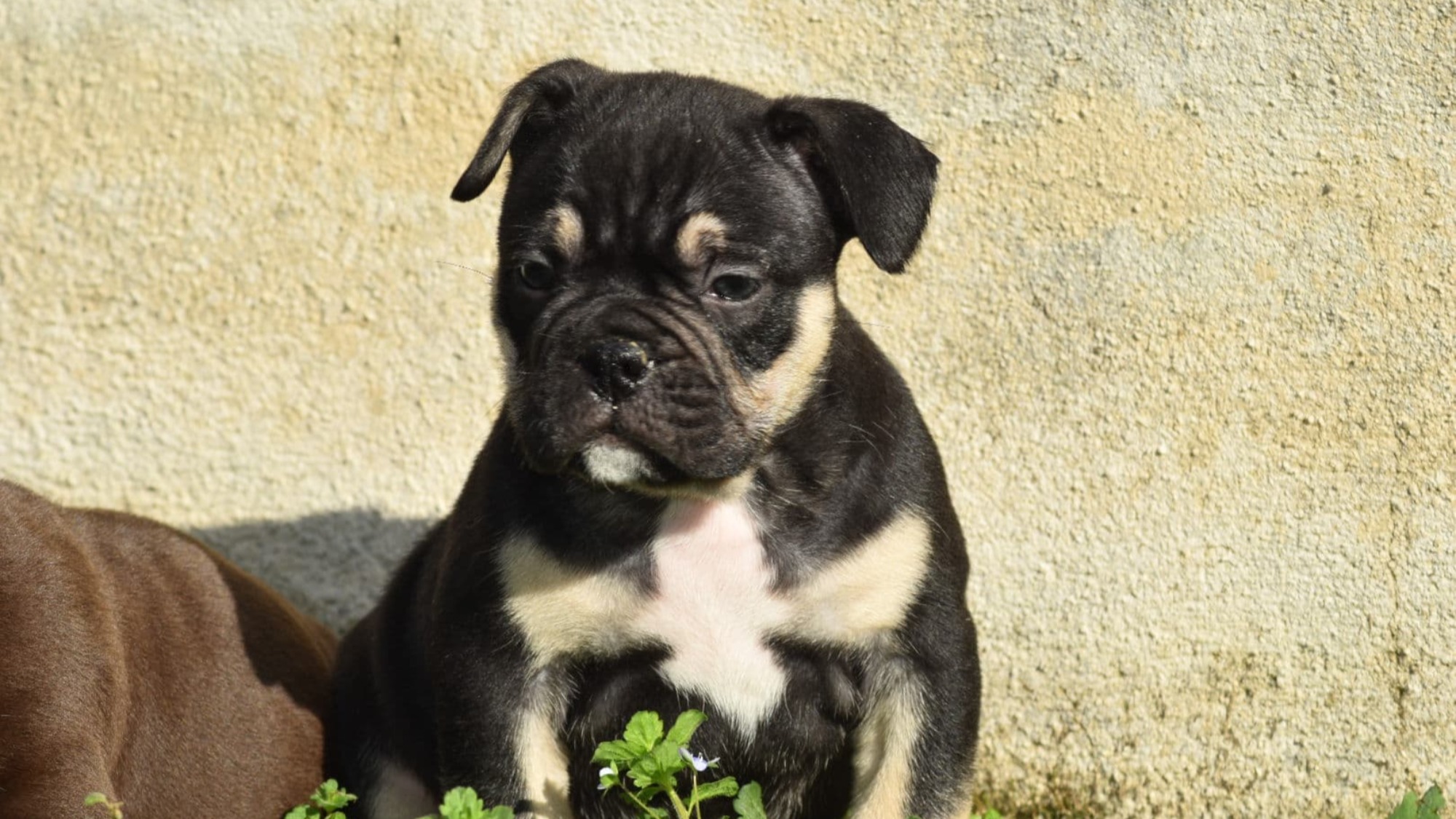 Chiot mâle bully micro trico aux yeux marrons