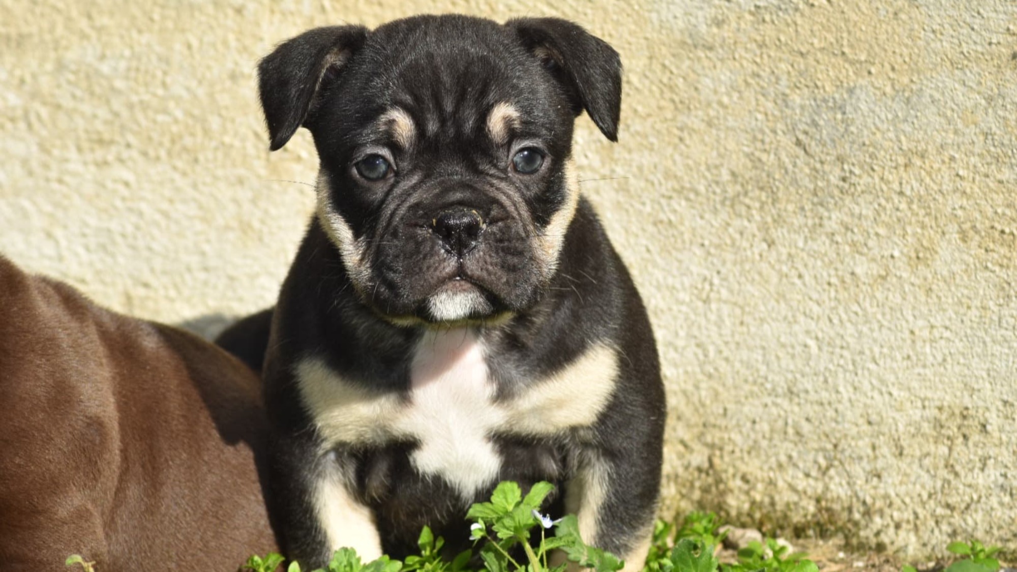 Chiot mâle bully micro trico aux yeux marrons