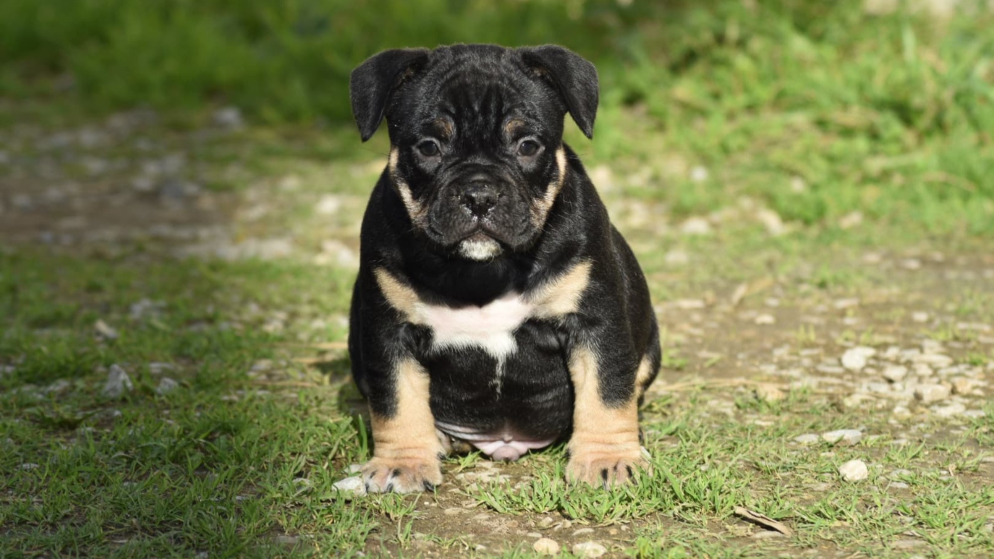 Chiot mâle bully micro trico