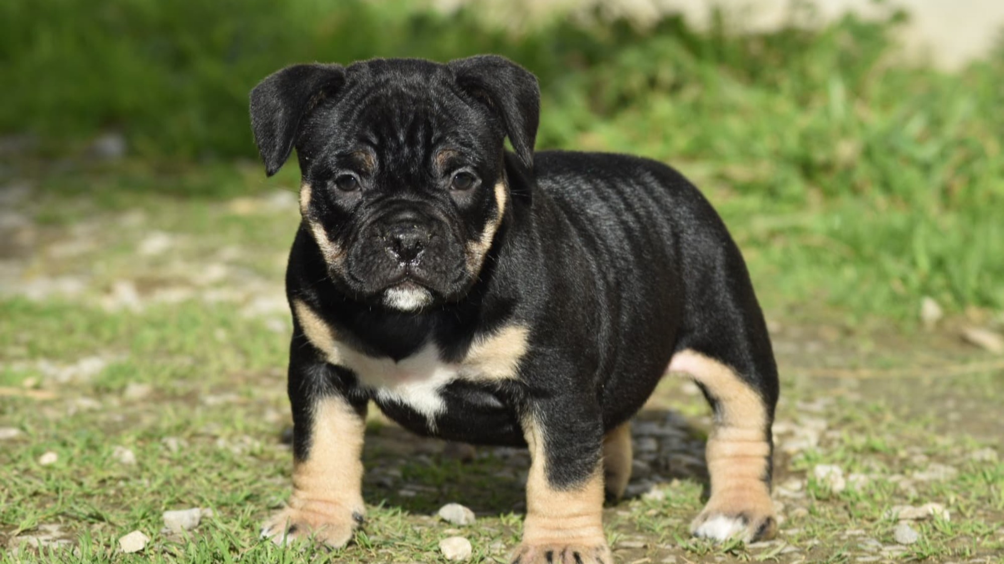 Chiot mâle bully micro trico aux yeux marrons